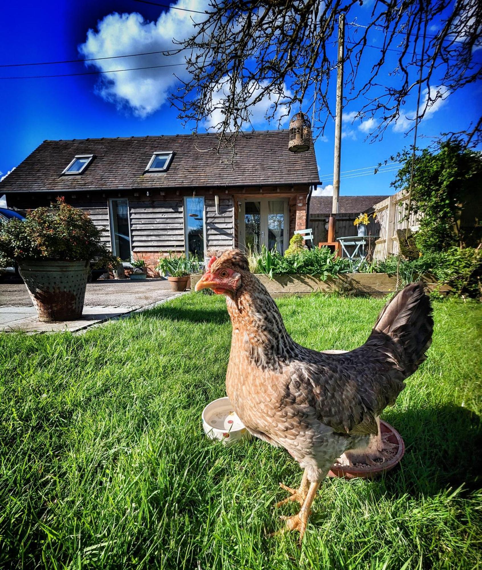 The Dorm Bed And Breakfast Eccleshall Eksteriør bilde